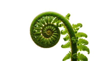 Close up of a vibrant green fern frond unfurling in a perfect spiral shape.