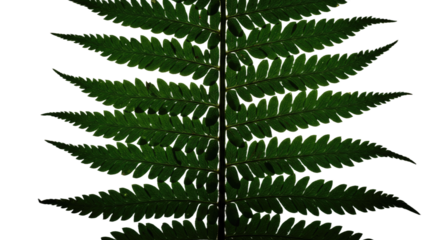 Close up of a vibrant green fern frond with intricate details 2.