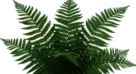 Close up of a vibrant green fern frond with intricate details.