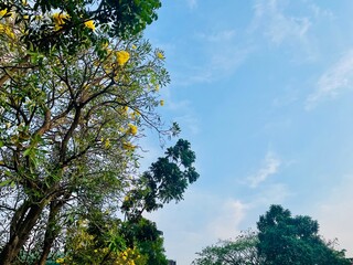 photo from below background of leaves and flowers on tree under blue sky, summer wide background with copy space