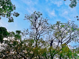 Lush green tree canopy against blue sky. The diverse foliage displays different shades of green showing a mix of tree species, highlighting the contrast between the bright foliage and the blue sky.
