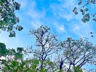 Lush green tree canopy against blue sky. The diverse foliage displays different shades of green showing a mix of tree species, highlighting the contrast between the bright foliage and the blue sky.