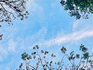 Lush green tree canopy against blue sky. The diverse foliage displays different shades of green showing a mix of tree species, highlighting the contrast between the bright foliage and the blue sky.