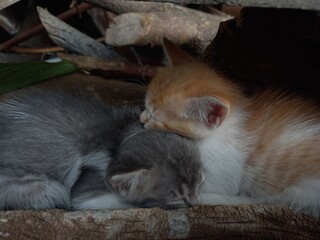kitten sleep on wood
