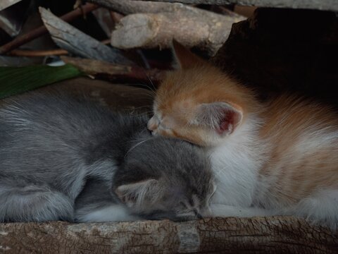kitten sleep on wood