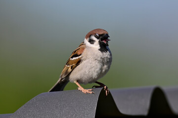 Tree sparrow // Feldsperling (Passer montanus)