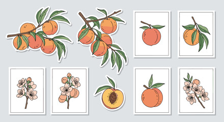 A collection of watercolor illustrations of peaches and peach blossoms on branches.