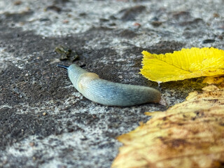 Great gray slug, leopard slug (Limax maximus), family Limacidae crawling on the ground, leaves. Leopard Slug or great grey slug, Limax maximus, crawling on granite stone in the garden on a rainy day.