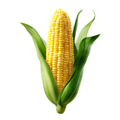 Fresh Corn on the Cob with Green Husk Isolated on Transparent Background