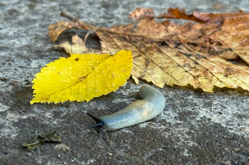 Great gray slug, leopard slug (Limax maximus), family Limacidae crawling on the ground, leaves. Leopard Slug or great grey slug, Limax maximus, crawling on granite stone in the garden on a rainy day.