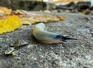 Great gray slug, leopard slug (Limax maximus), family Limacidae crawling on the ground, leaves. Leopard Slug or great grey slug, Limax maximus, crawling on granite stone in the garden on a rainy day.