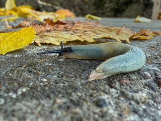 Great gray slug, leopard slug (Limax maximus), family Limacidae crawling on the ground, leaves. Leopard Slug or great grey slug, Limax maximus, crawling on granite stone in the garden on a rainy day.