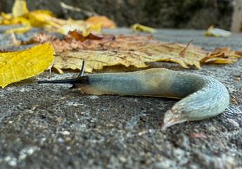Great gray slug, leopard slug (Limax maximus), family Limacidae crawling on the ground, leaves. Leopard Slug or great grey slug, Limax maximus, crawling on granite stone in the garden on a rainy day.