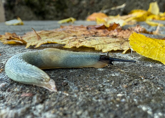 Great gray slug, leopard slug (Limax maximus), family Limacidae crawling on the ground, leaves. Leopard Slug or great grey slug, Limax maximus, crawling on granite stone in the garden on a rainy day.