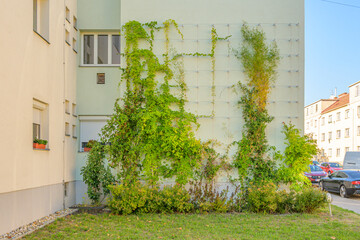 Fassadenbegr&uuml;nung mit Kletterpflanzen in Wien Favoriten