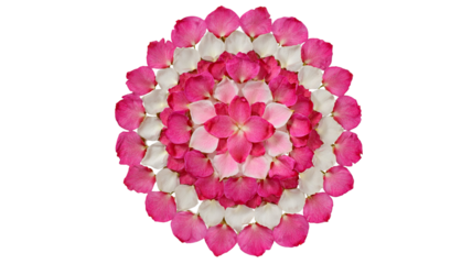 Rose petal rangoli decorated with vibrant flower petals arranged in circular floral pattern for festive celebration and traditional decoration isolated on white background