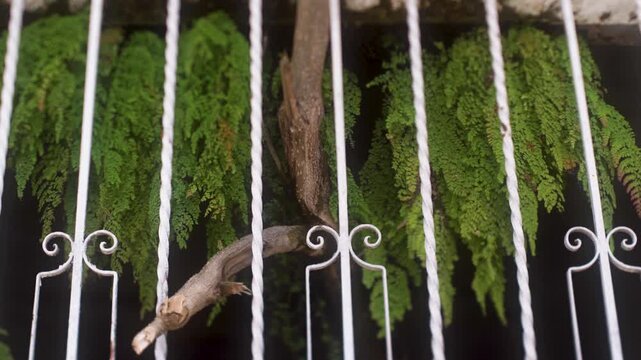 &aacute;rbol encerrado 