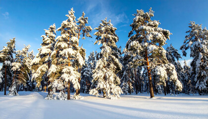 Snow Covered Pine Trees in a Winter Forest Landscape.