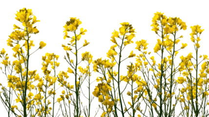 Several mustard plants with bright yellow flowers blooming in field showing natural beauty freshness and vibrant spring season isolated on white background