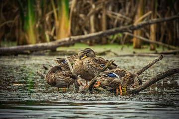 Wild ducks swimming in the swamp