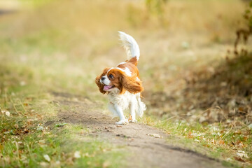 A Cavalier King Charles Spaniel runs through the grass.