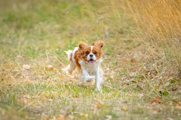 A Cavalier King Charles Spaniel runs through the grass.