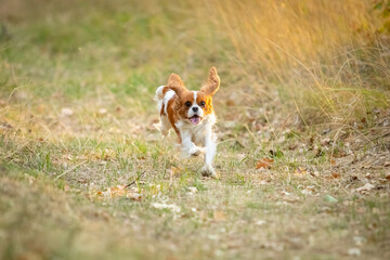 A Cavalier King Charles Spaniel runs through the grass.