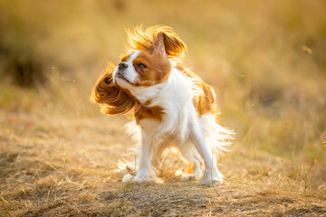 A Cavalier King Charles Spaniel runs through the grass.