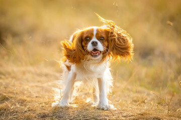 A Cavalier King Charles Spaniel runs through the grass.