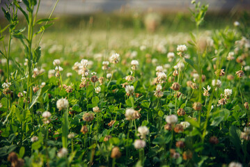 Fototapeta premium White Clover Field in Soft Sunlight – Spring Nature Background