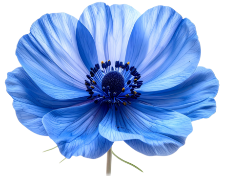 Blue flower isolated on white background, png with transparency
