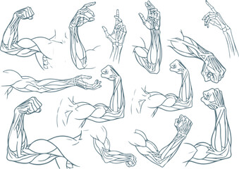 Vector art of anatomical study of human arm muscles and bones in various poses