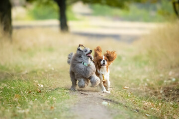 Cavalier King Charles Spaniel and Miniature Poodle run along the grass