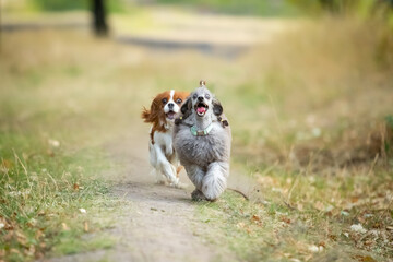 Cavalier King Charles Spaniel and Miniature Poodle run along the grass