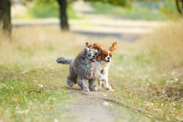 Cavalier King Charles Spaniel and Miniature Poodle run along the grass