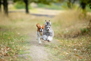 Cavalier King Charles Spaniel and Miniature Poodle run along the grass