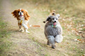 Cavalier King Charles Spaniel and Miniature Poodle run along the grass