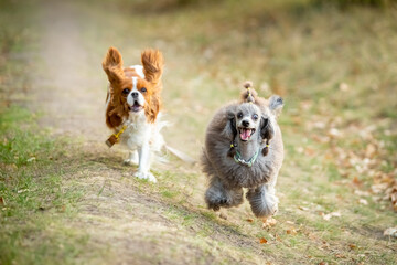 Cavalier King Charles Spaniel and Miniature Poodle run along the grass