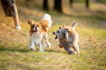 Cavalier King Charles Spaniel and Miniature Poodle run along the grass