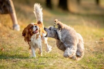 Cavalier King Charles Spaniel and Miniature Poodle run along the grass