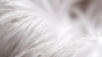 Obraz premium Close-up of a delicate white feather wing, showcasing intricate details in soft, focused light. 