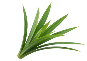 Lush green pandan leaves plant herb isolated on a transparent background
