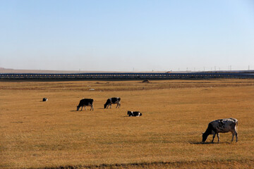 Cattle grazing on the vast grassland