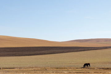 Obraz premium Vast open plain under clear blue sky with distant landscape