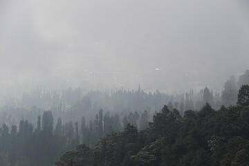 Foggy Woodland Landscape with Towering Pines and Ethereal Atmosphere