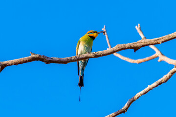 Rainbow bee-eater on a branch with it's bee catch