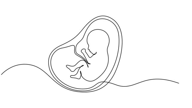 Animated self drawing of continuous line draw baby in womb fetus symbol logo, baby in womb fetus symbol logo continuous one line drawing motion,  Healthy pregnancy and premature symbol in simple line.