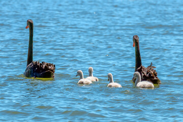 A family of black swans on the lake