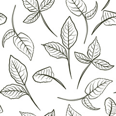 Botanical Foliage black white vector seamless pattern. Hand drawn rose leaves line art. Minimalist contour foliate repeated background for packaging organic product. Monochrome leaf texture.