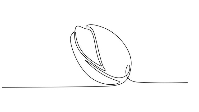 Self drawing animation of single line draw Pistachio Nut . Continuous contour movement of a pistachio. Continuous video with one line, Full length one line animation 4K video. Organic pistachios in.